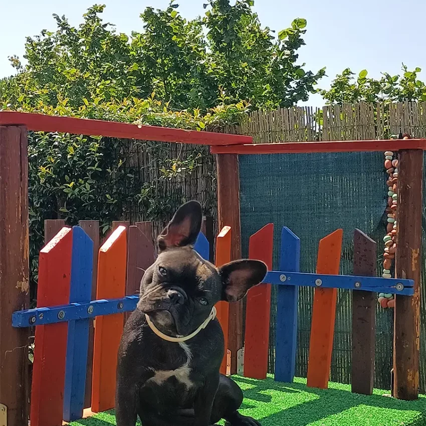 Dog sitter Tata Melania - fotogallery 01