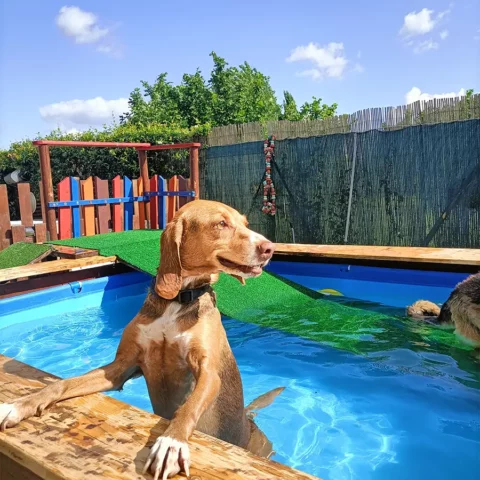 Dog sitter Tata Melania - fotogallery 04