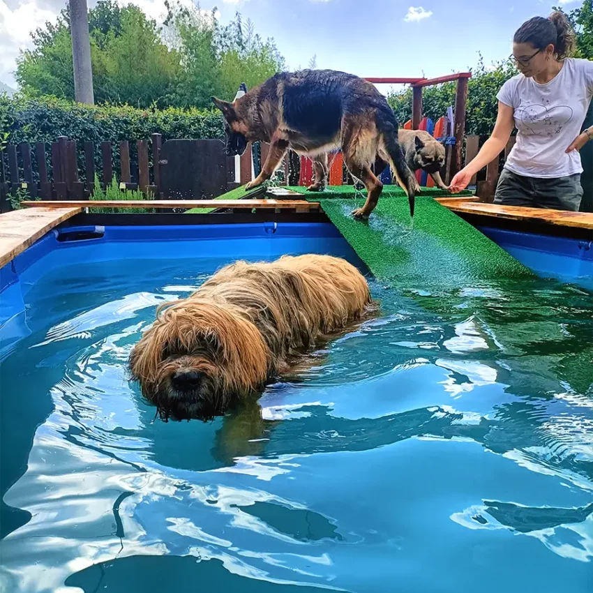 Dog sitter Tata Melania - fotogallery 05