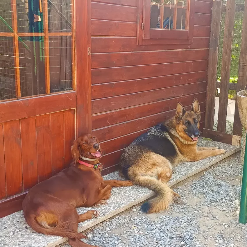 Dog sitter Tata Melania - fotogallery 06