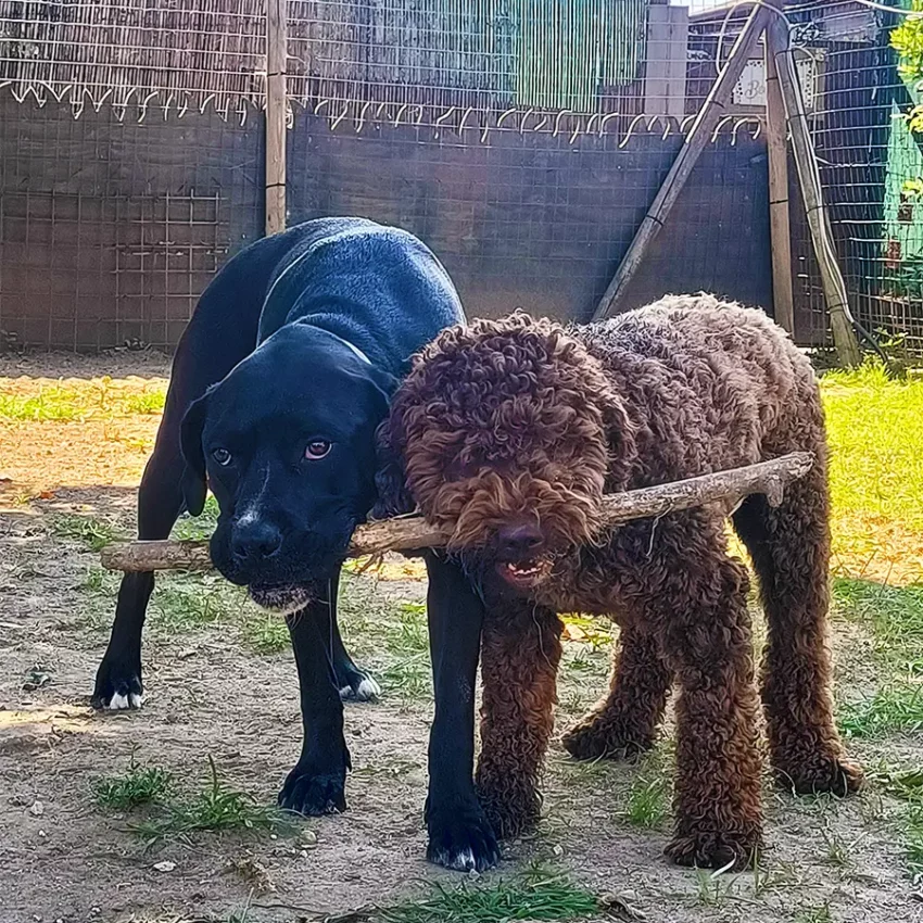 Dog sitter Tata Melania - fotogallery 09