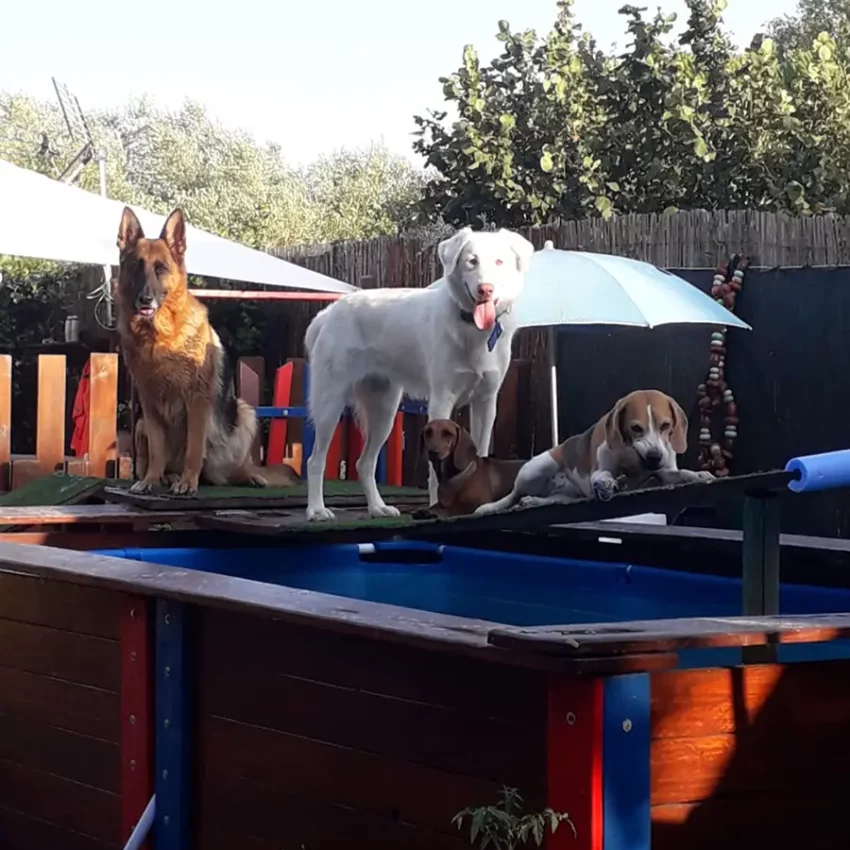 Dog sitter Tata Melania - fotogallery 10