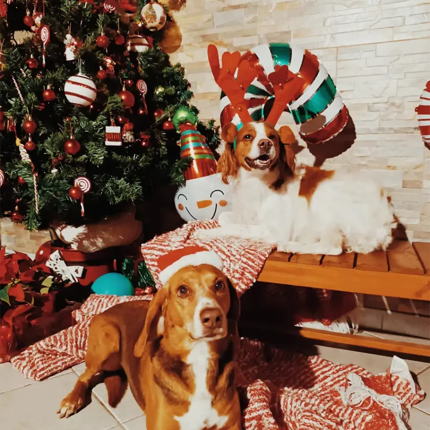 Dog sitter Tata Melania - fotogallery 11