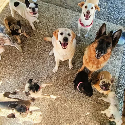 Dog sitter Tata Melania - fotogallery 14