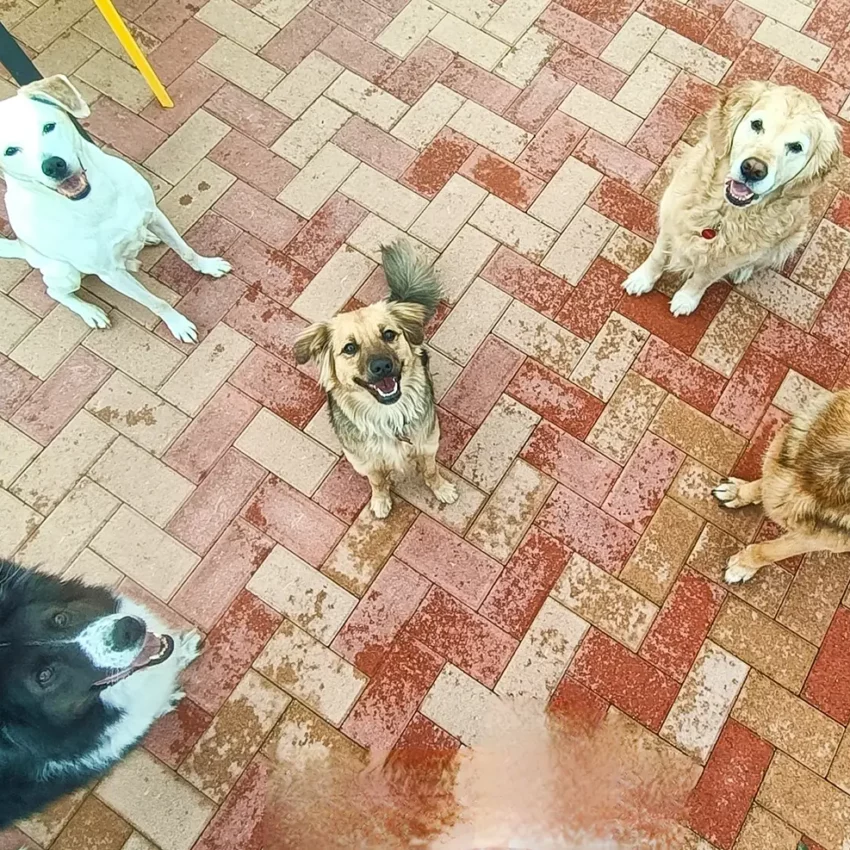 Dog sitter Tata Melania - fotogallery 15