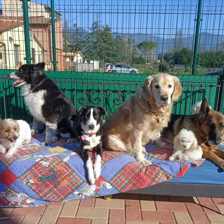 Dog sitter Tata Melania - fotogallery 16