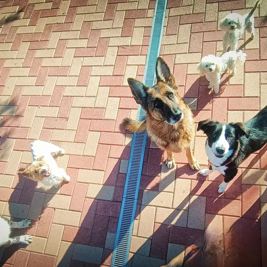 Dog sitter Tata Melania - fotogallery 17