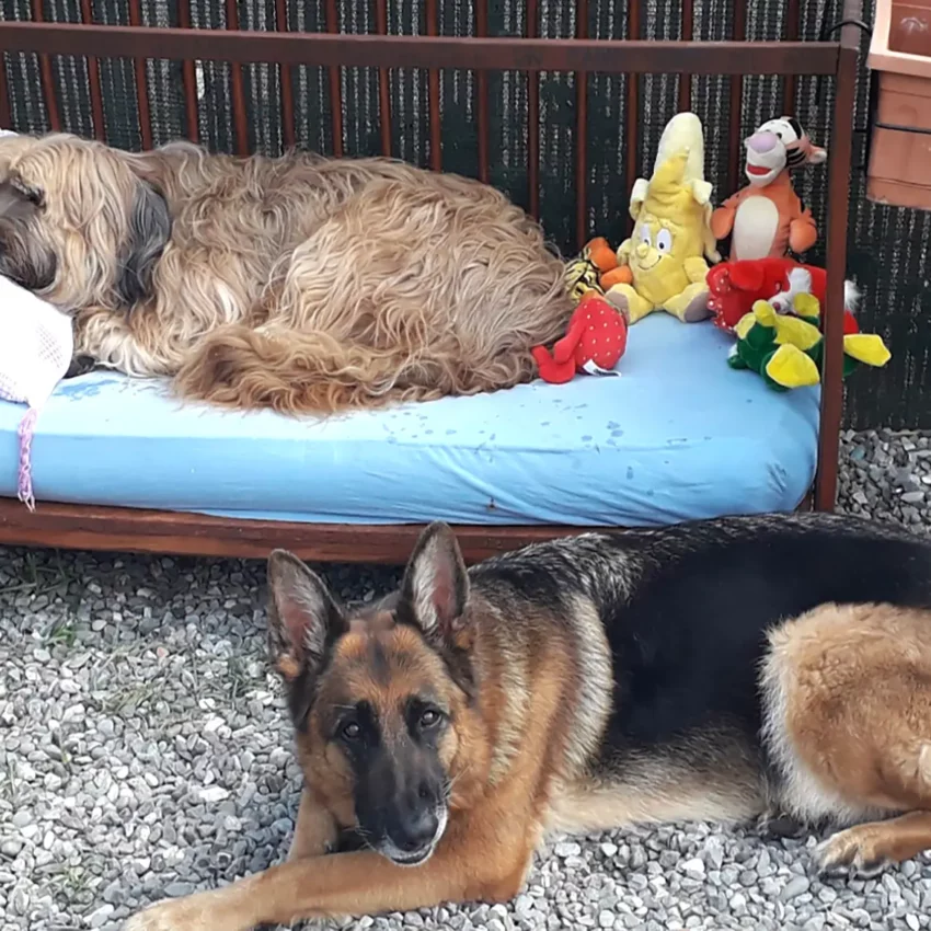 Dog sitter Tata Melania - fotogallery 18