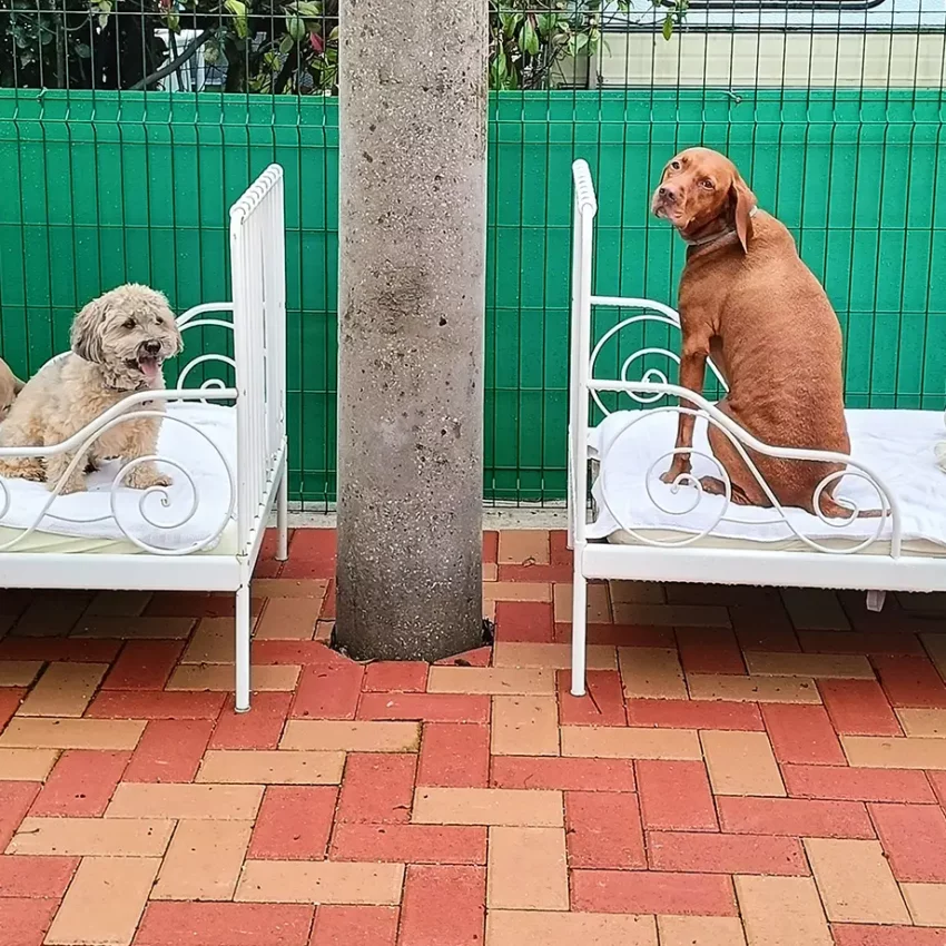 Dog sitter Tata Melania - fotogallery 19