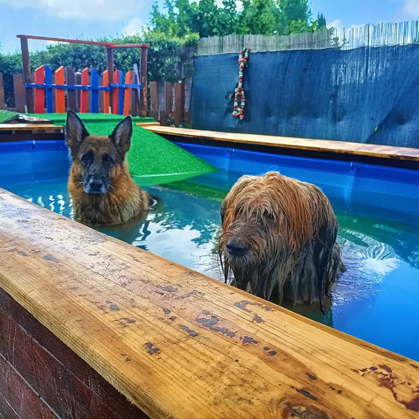 Dog sitter Tata Melania - fotogallery 20